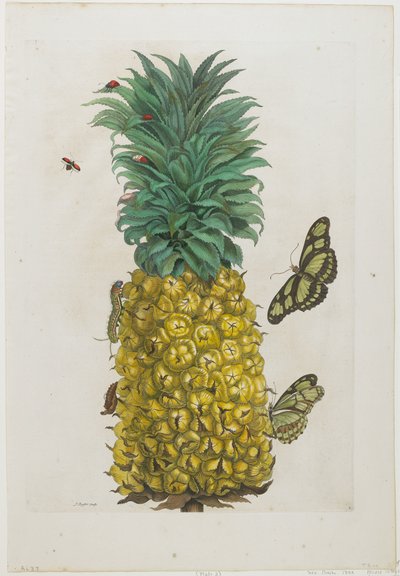Mature Pineapple with Butterflies by Maria Sibylla Merian